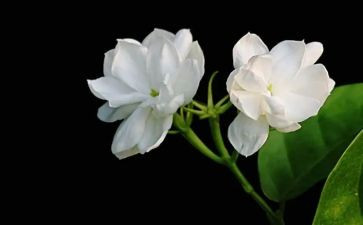 有茉莉花作文参考7篇