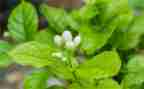 音乐茉莉花教案5篇