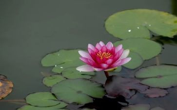 写榴莲的作文8篇