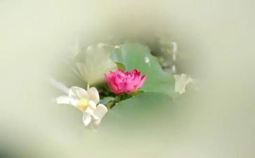 写榴莲的作文参考7篇