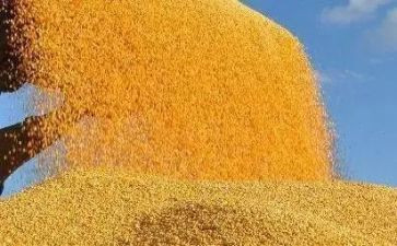 学校粮食日活动总结6篇