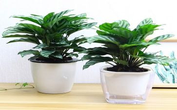 绿化工作计划范文8篇