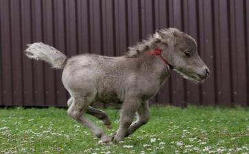 幼儿园中班安全过马路教案7篇