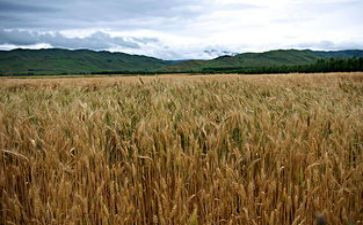 麦田的守望读后感模板5篇