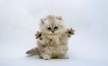 《猫和老鼠》教案通用6篇
