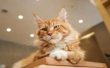 我家的猫作文500字模板7篇