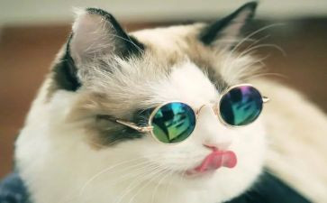 幼儿园小班找小猫教案8篇