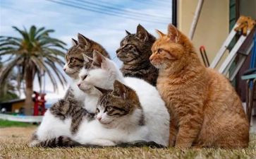 猫和老鼠幼儿园教案6篇