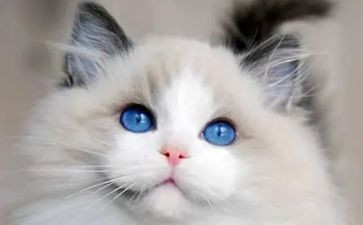 《猫和老鼠》教案优秀8篇