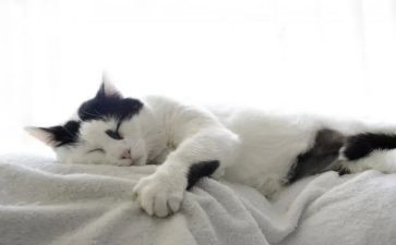 熊猫优秀作文参考8篇