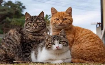 猫武士的读后感8篇