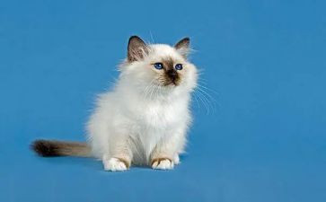 幼儿园小班找小猫教案6篇