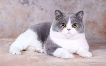介绍猫的作文优秀5篇
