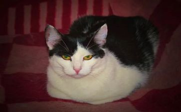 我大熊猫作文300字8篇