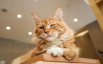 我大熊猫作文300字精选5篇