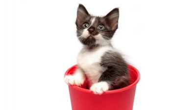 小班折小猫教案7篇