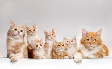 爱钓鱼的小猫作文6篇