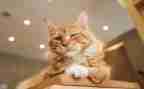 我家的猫作文500字模板7篇