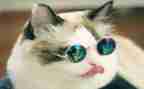 小猫幼儿教案8篇