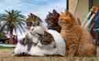 猫教研活动总结最新5篇