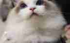 介绍猫的作文7篇