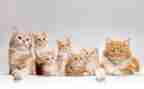 科学猫的教案参考5篇