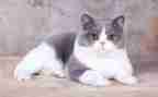 学编程猫的心得体会7篇