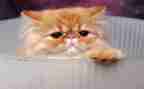 音乐课猫和老鼠教案6篇