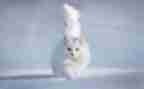 大班老鼠画猫教案8篇