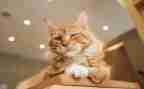音乐大猫小猫音乐教案5篇
