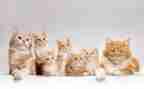 《猫》优秀教案参考6篇