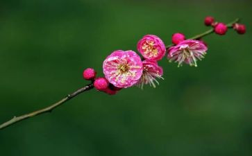 梅花树教案8篇