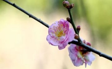 梅花树教案参考8篇