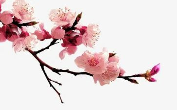 腊梅花教学反思优质8篇