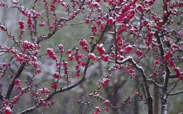 介绍梅花作文7篇