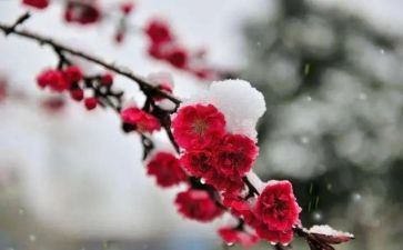 梅花作文最新5篇