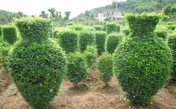 苗圃工作个人总结5篇