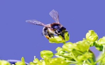 蜜蜂读后感6篇