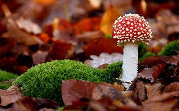 《采蘑菇》教案参考6篇