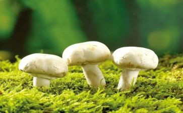 摘蘑菇体育教案最新6篇