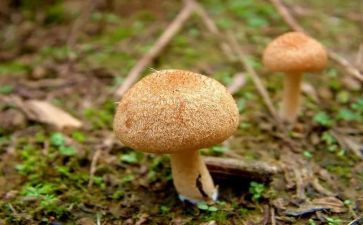 幼儿蘑菇钉教案7篇