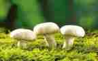 摘蘑菇体育教案最新6篇
