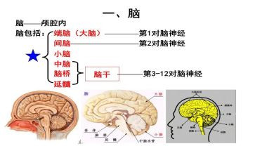 脑外科护士自我鉴定推荐5篇