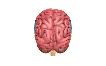 恋爱脑调查报告7篇
