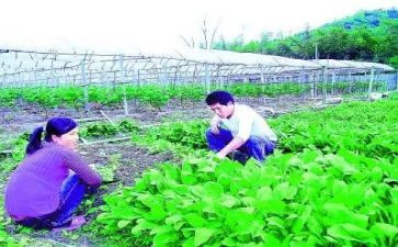 农技师工作述职报告范文7篇