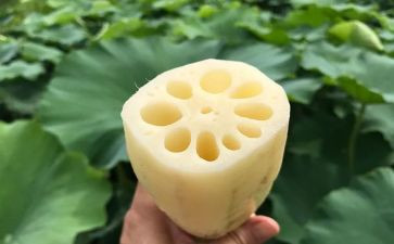 大班科学莲与藕教案推荐8篇