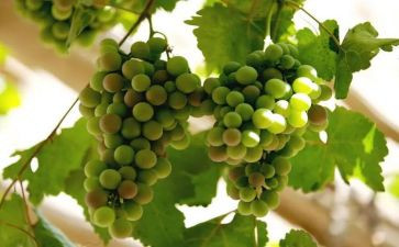 葡萄教案优秀8篇