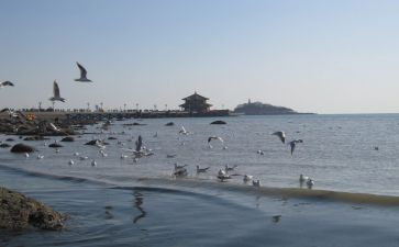 2024年青岛作文优质6篇