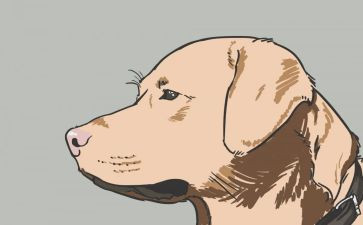 乡镇犬只管理工作总结优质5篇