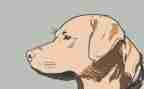 乡镇犬只管理工作总结优质5篇